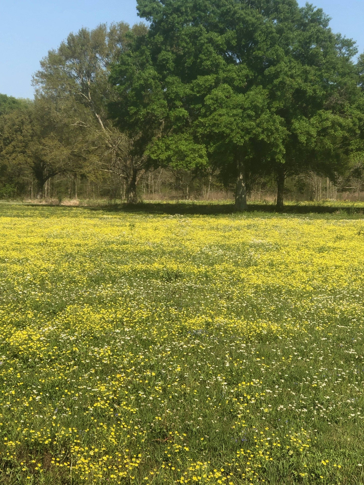 Louisiana Wildflower Honey - Guidry Organic Farms