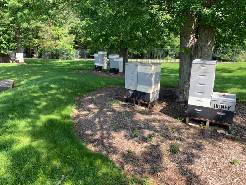 New Jersey Tree Flower Honey - Holler Honey Apiaries