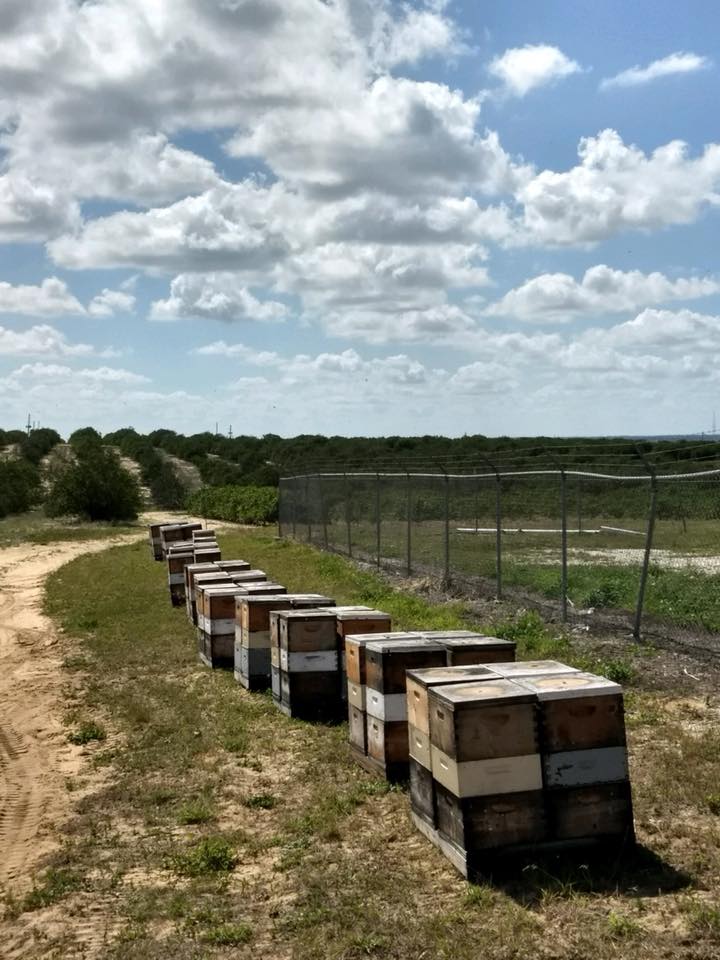 Florida Palmetto Honey - Bee-Haven Honey Company