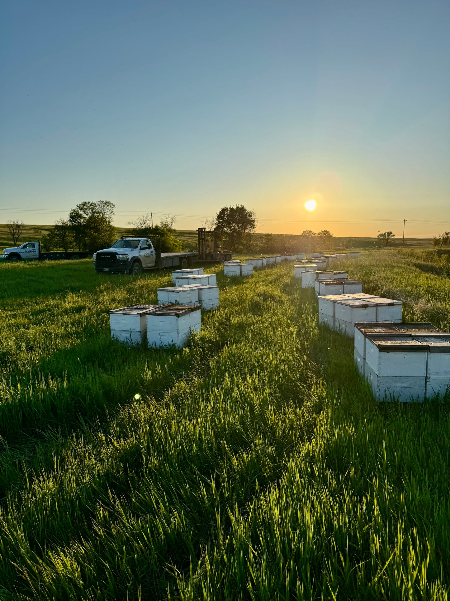 South Dakota Alfalfa Honey - Dakota Honey Company
