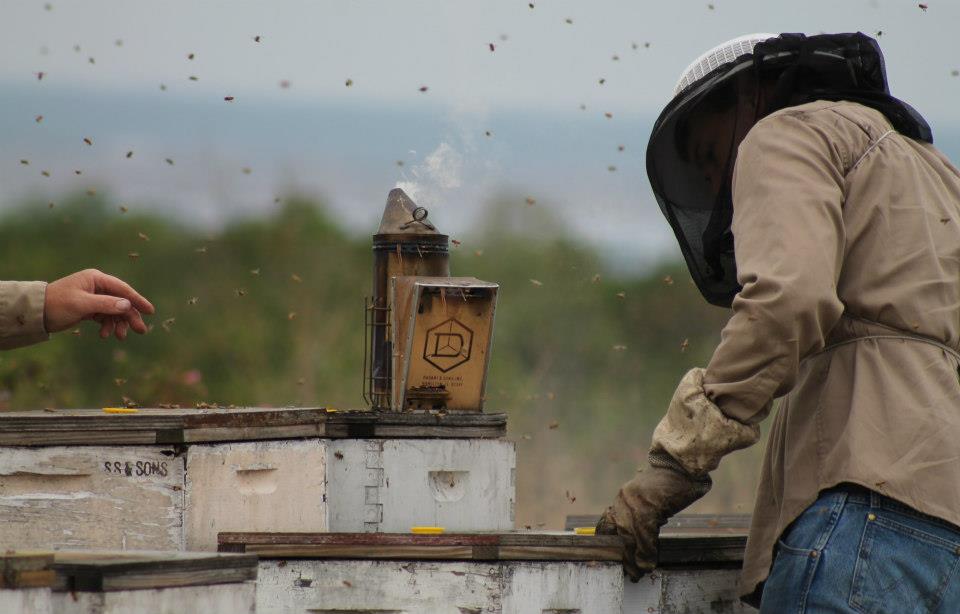Bee-Haven Honey Farm beekeeper tending honey bee hives