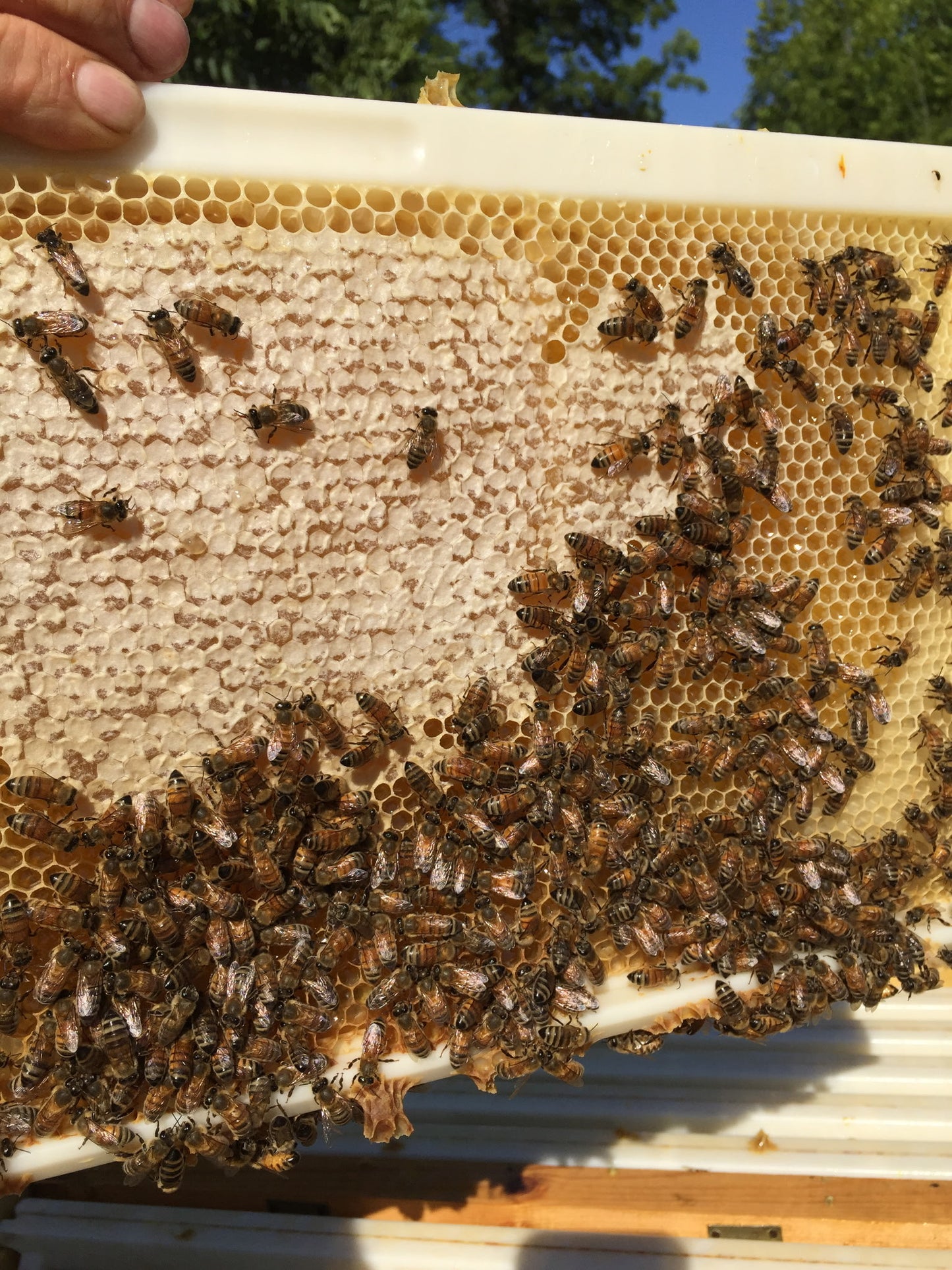Alaskan Matcha-infused Fireweed Honey - Sipping Streams Tea Company