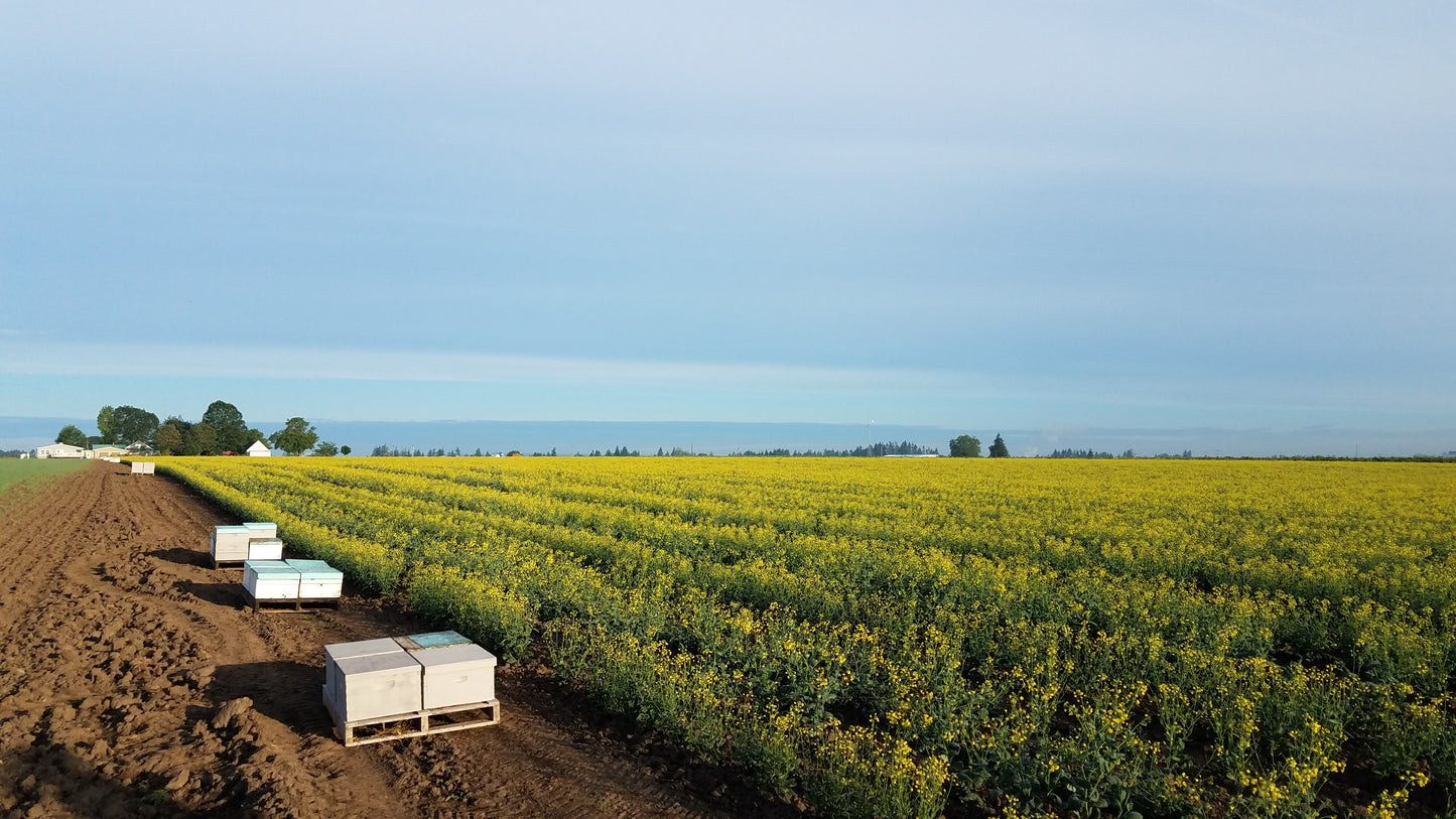 Oregon Snowberry Honey - Flying Bee Ranch