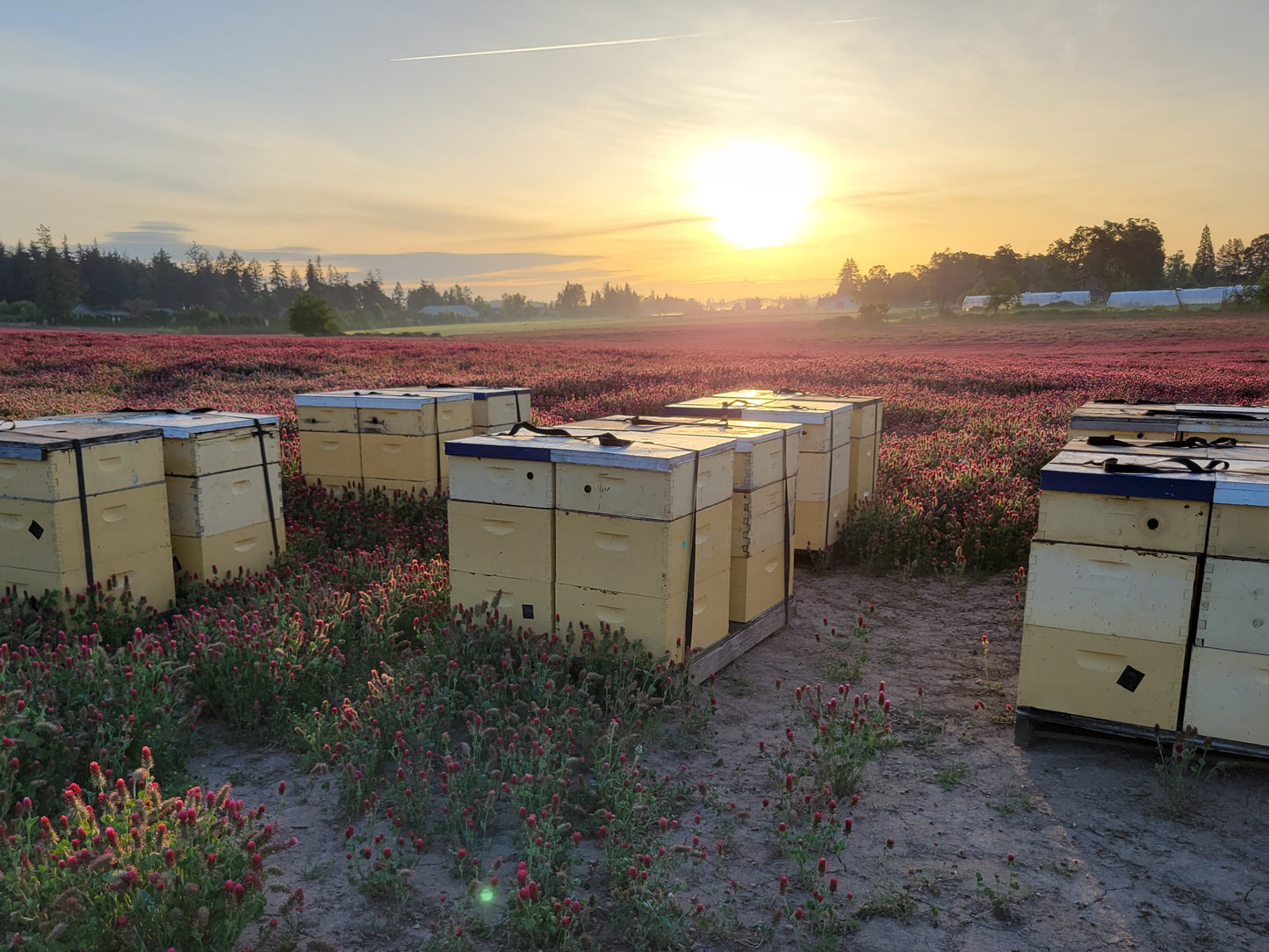 Oregon Snowberry Honey - Flying Bee Ranch
