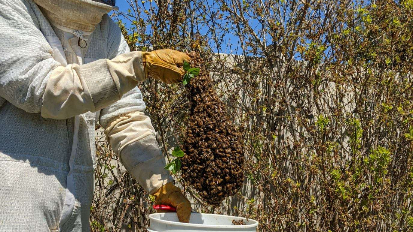 New Jersey Summer Wildflower Honey - Tanis Apiaries
