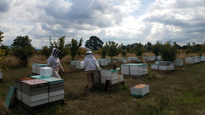 Oregon Snowberry Honey - Flying Bee Ranch